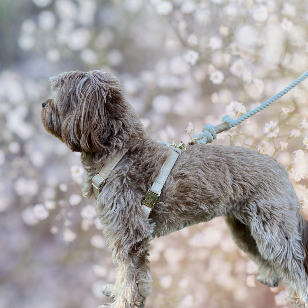 5 Tips to Include Your Dog on Your Wedding Day