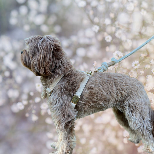 5 Tips to Include Your Dog on Your Wedding Day