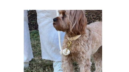 Unleash the Health Benefits of Daily Walks