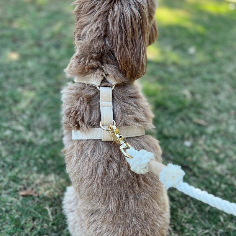 Walking Bundle with Harness