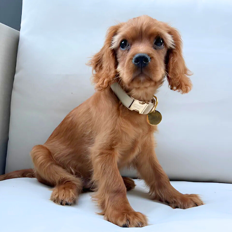 Soft Neutral Adjustable Collar