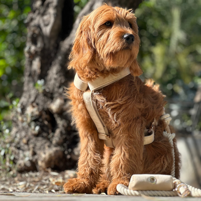 Soft Neutral Adjustable Harness