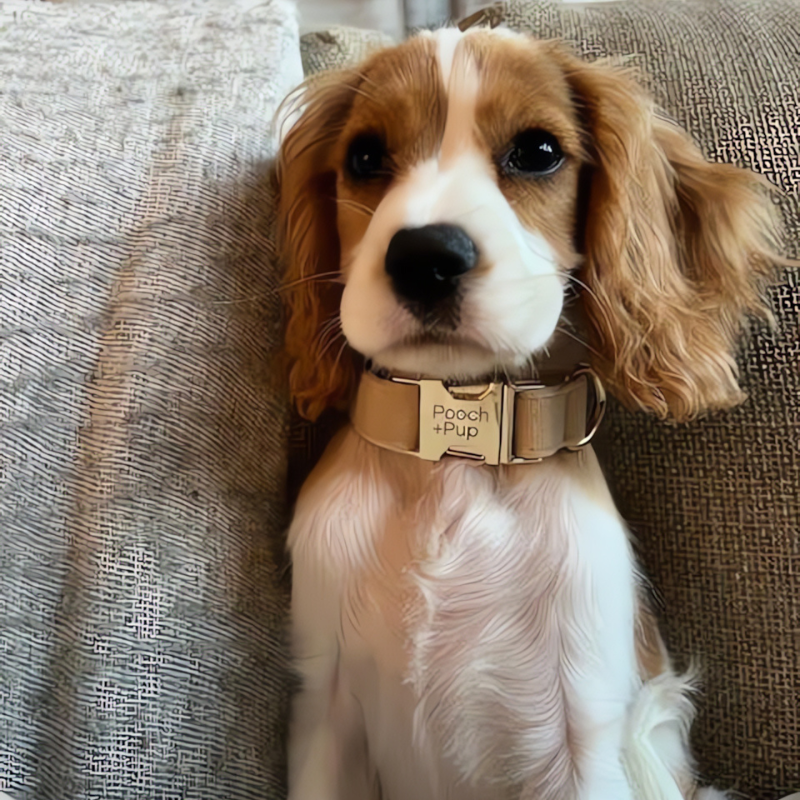 Soft Neutral Adjustable Collar