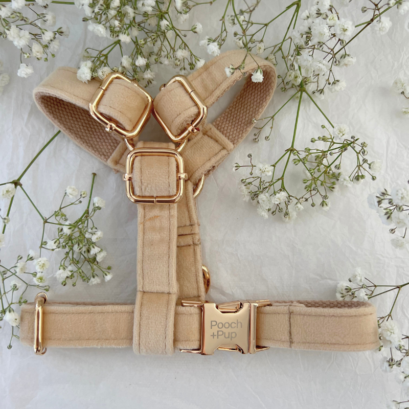 Wedding Bundle with Harness